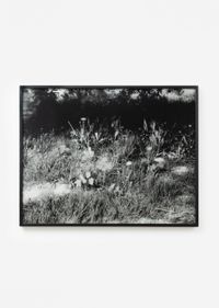 Le jardin 1 - Le Buisson, avril by Jean-Luc Moulène contemporary artwork photography