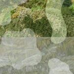 짙은 녹색 안으로 Into the Dark Green